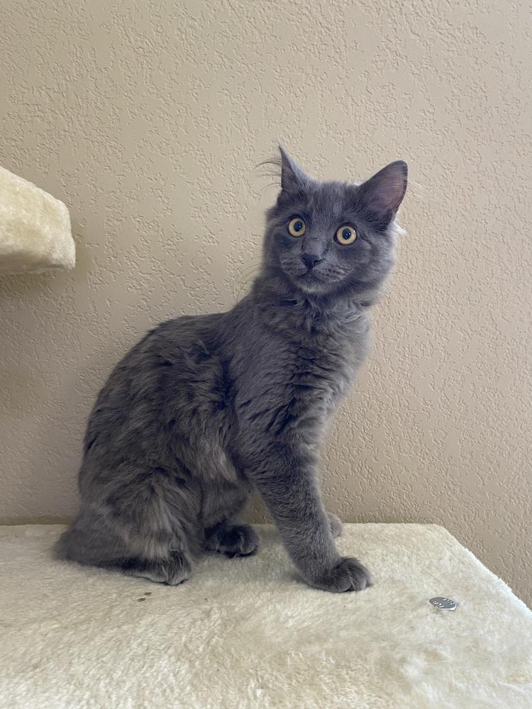 Enlarge Lorien, a Adopted mixed breed in Lafayette, CO image 2/6