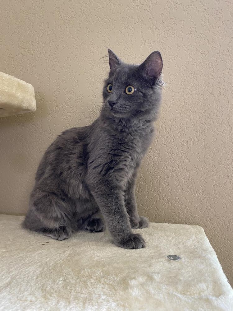 Enlarge Lorien, a Adopted mixed breed in Lafayette, CO image 5/6