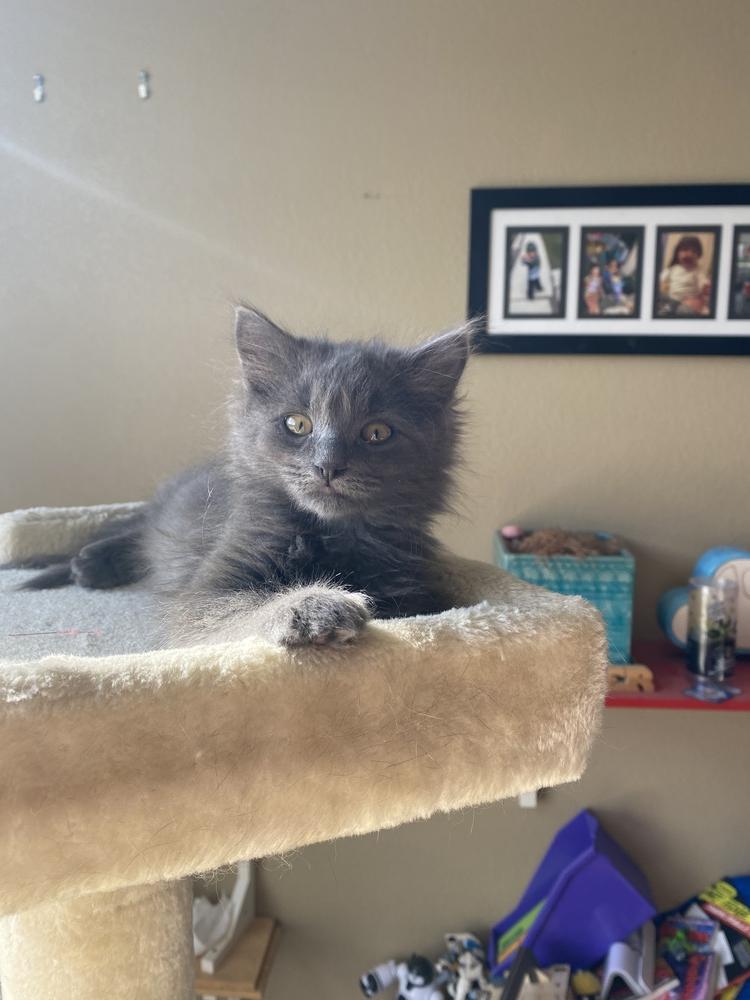 Enlarge Lorien, a Adopted mixed breed in Lafayette, CO image 6/6