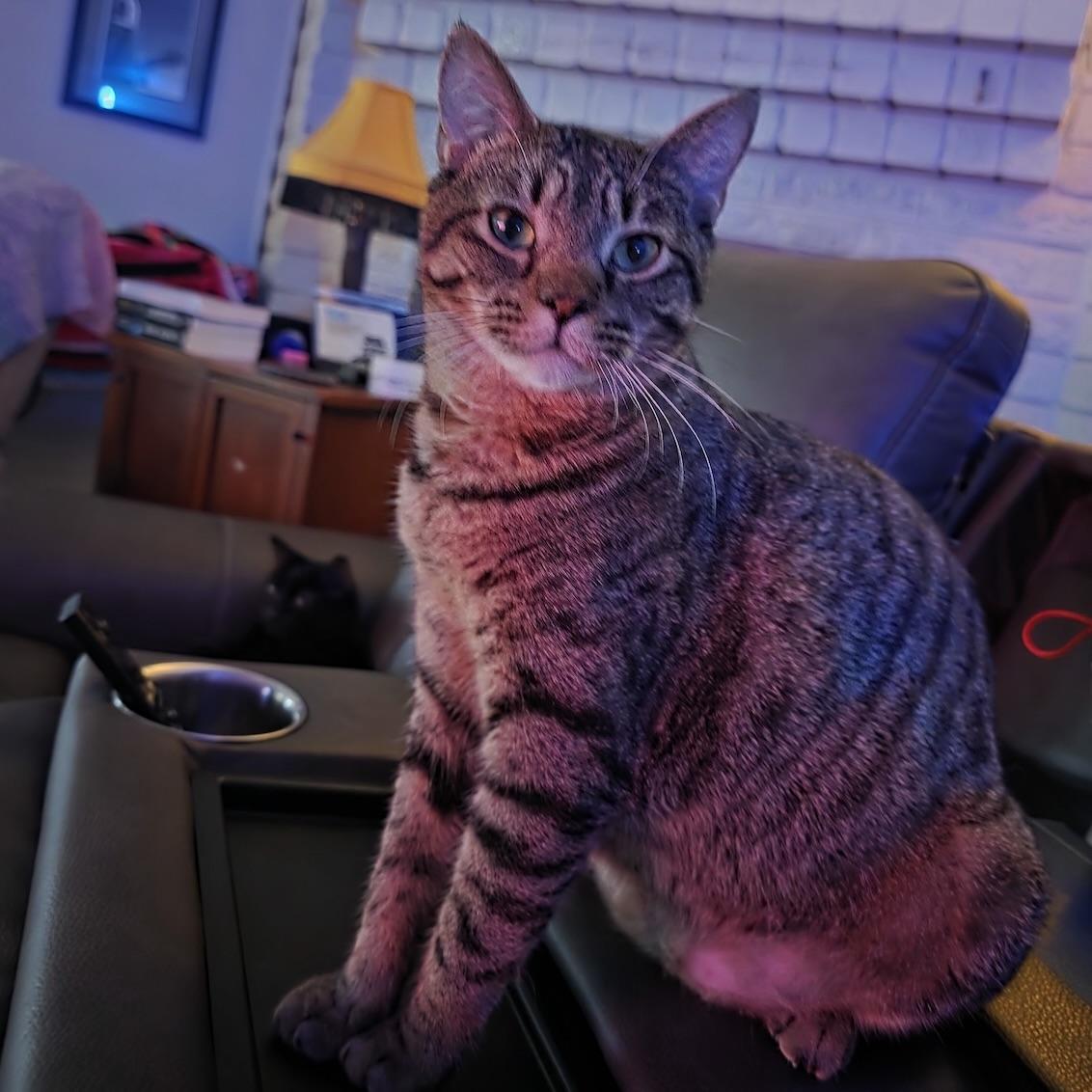 Enlarge John Pork, a Adoptable Domestic Short Hair in Salt Lake City, UT image 4/6