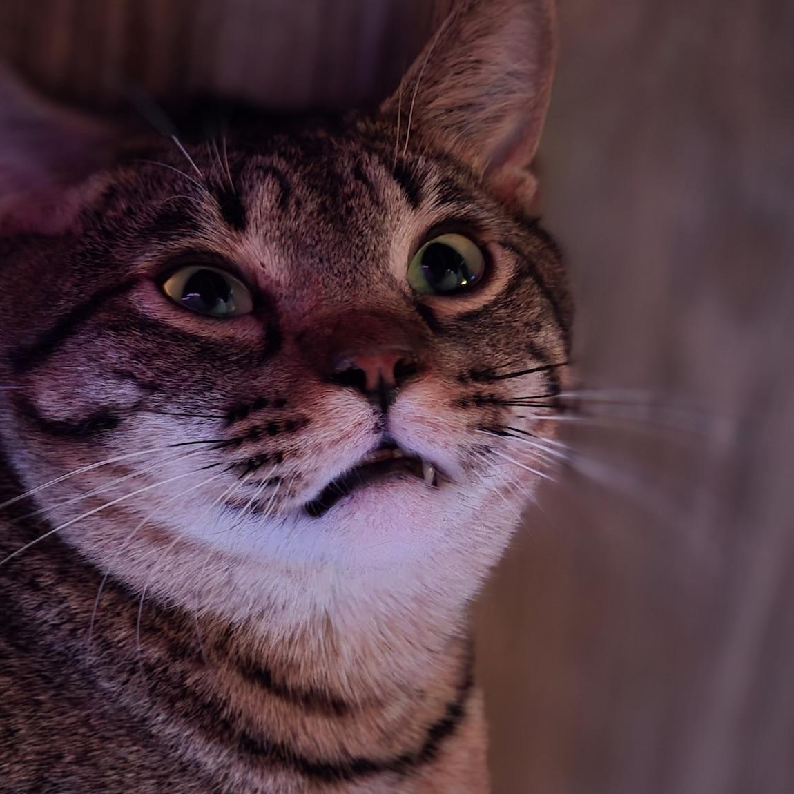 John Pork, Adoptable, Kitten Male Domestic Short Hair.