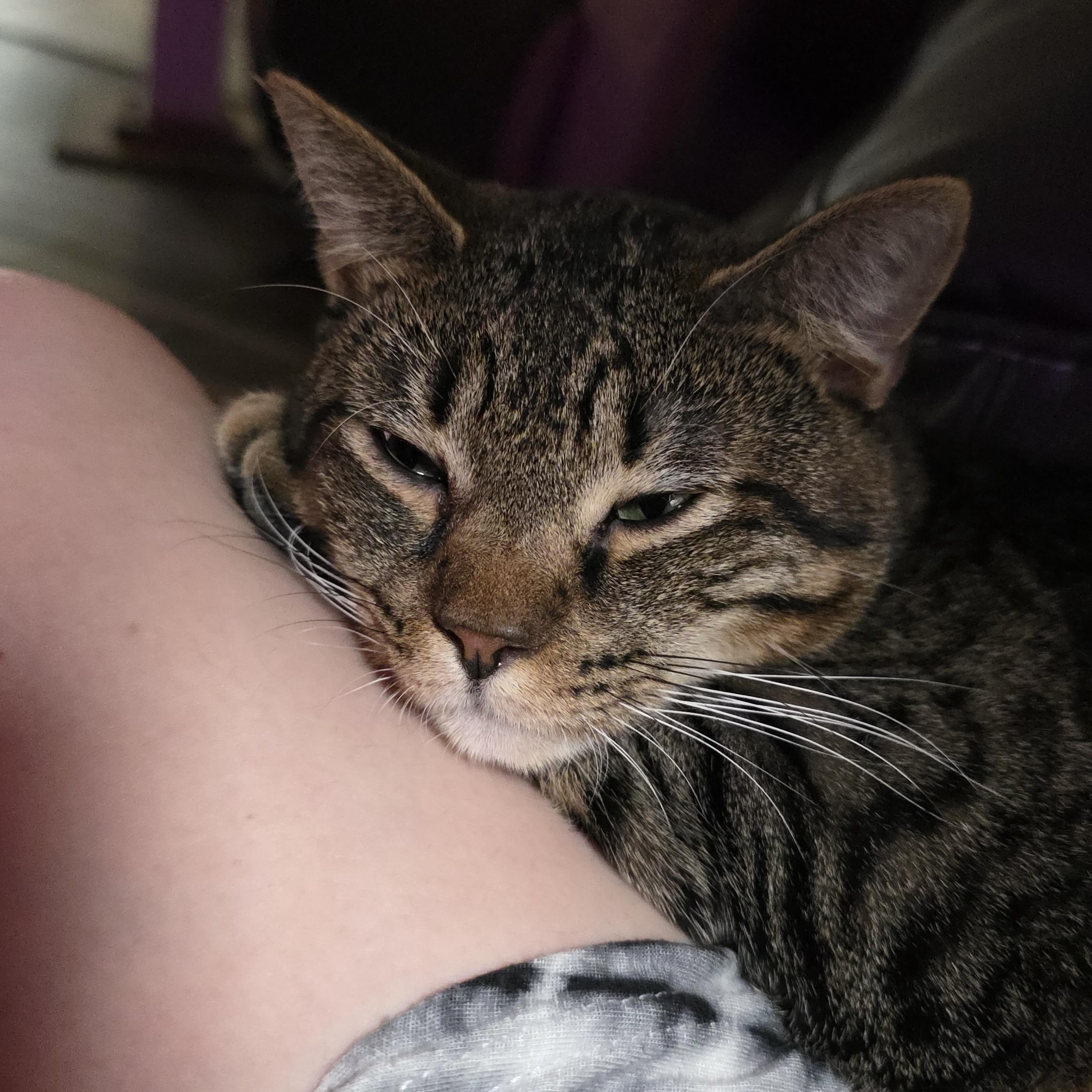 Enlarge John Pork, a Adoptable Domestic Short Hair in Salt Lake City, UT image 2/6