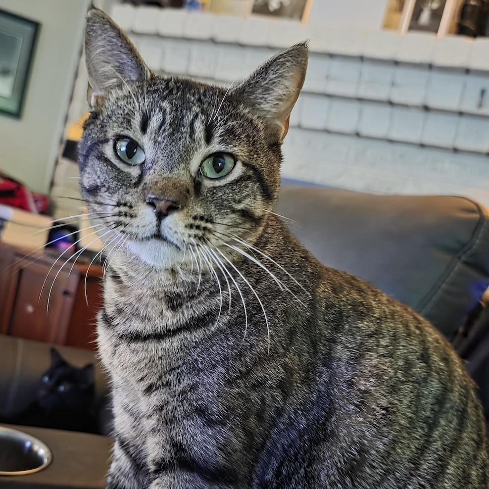 Enlarge John Pork, a Adoptable Domestic Short Hair in Salt Lake City, UT image 3/6
