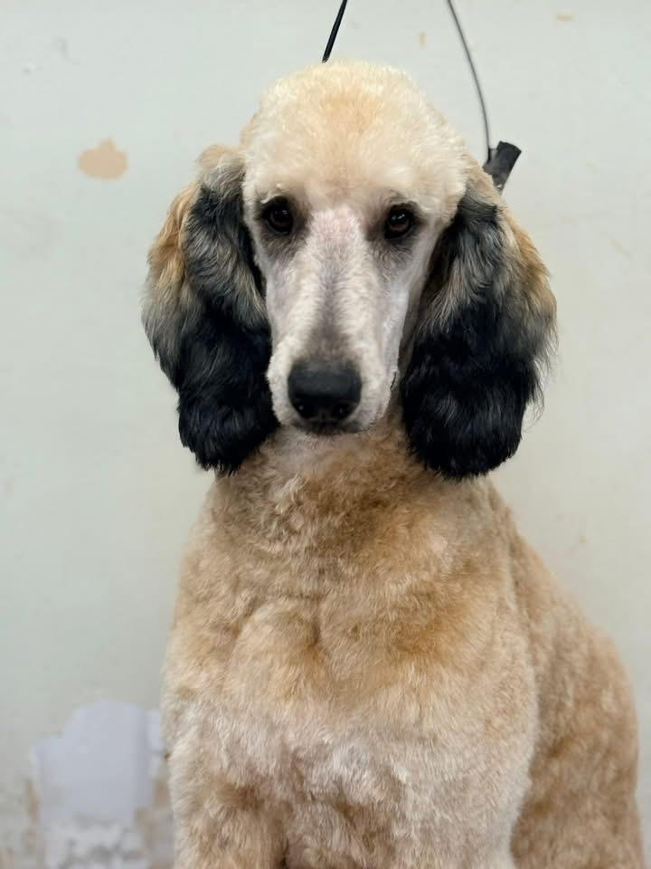 Delyla, ADOPTABLE, Young Female Standard Poodle.