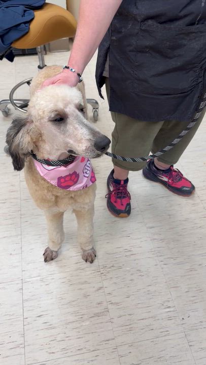 Enlarge Delyla, a ADOPTABLE Standard Poodle in North Haven , CT video 3/3