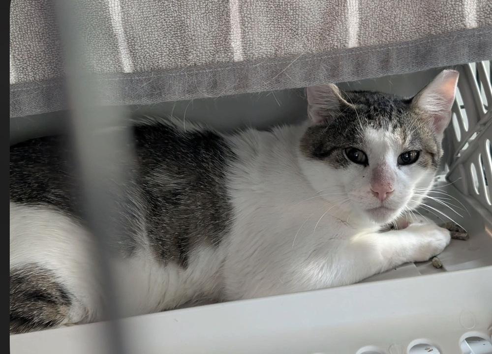 Woody Pride, Adoptable, Young Male Domestic Short Hair.