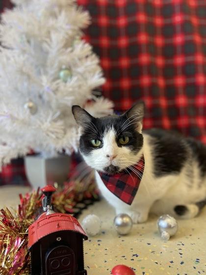Enlarge Finley, a Adoptable mixed breed in Columbus, IN image 1/2