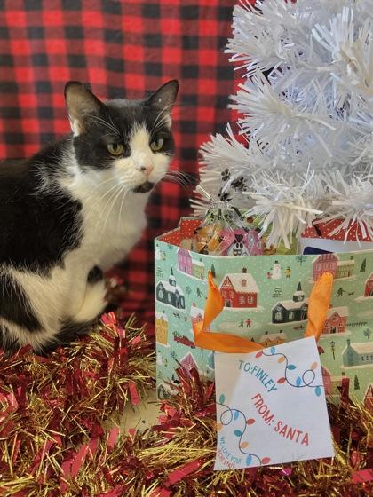 Enlarge Finley, a Adoptable mixed breed in Columbus, IN image 2/2