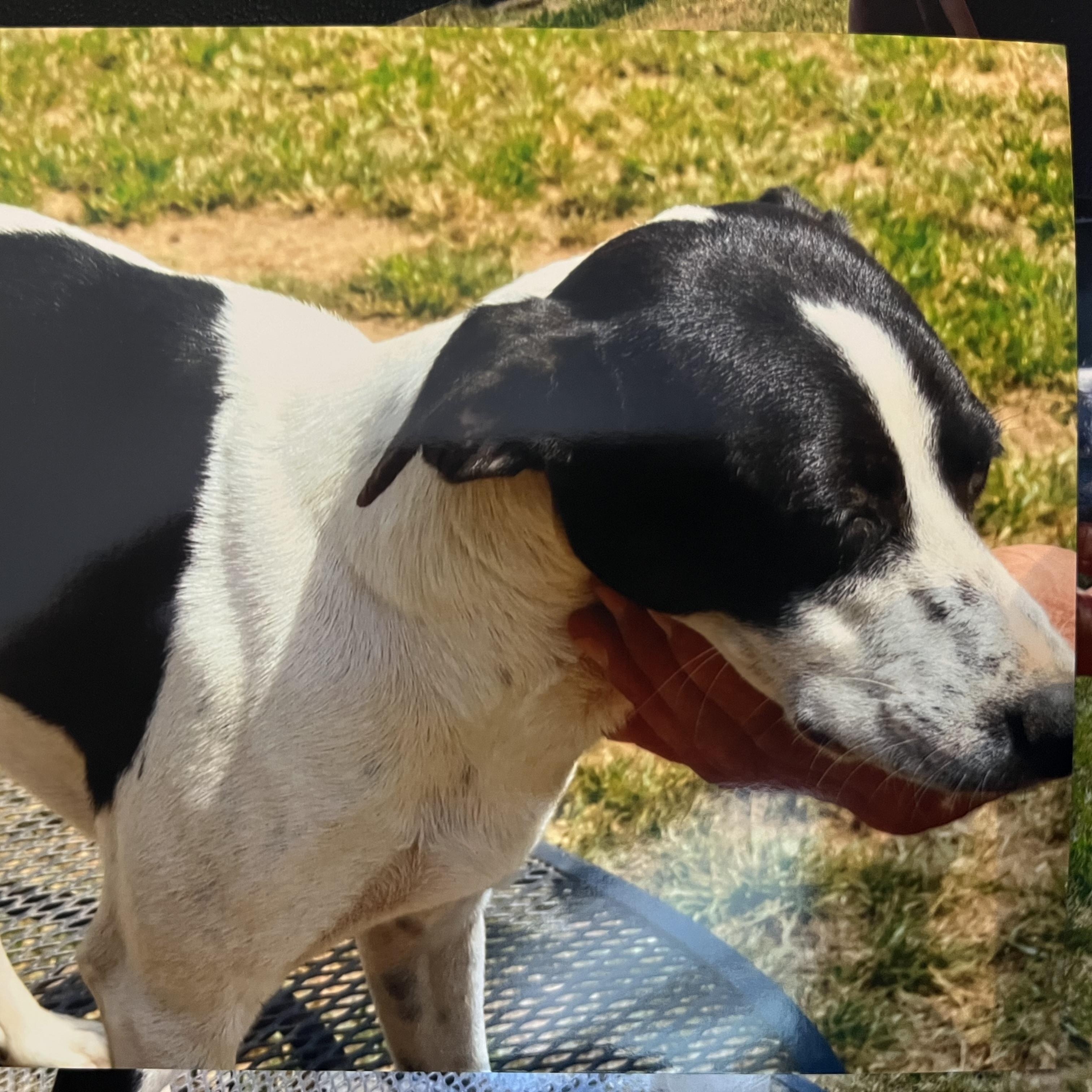 Minnie Freckles (Community Assist)