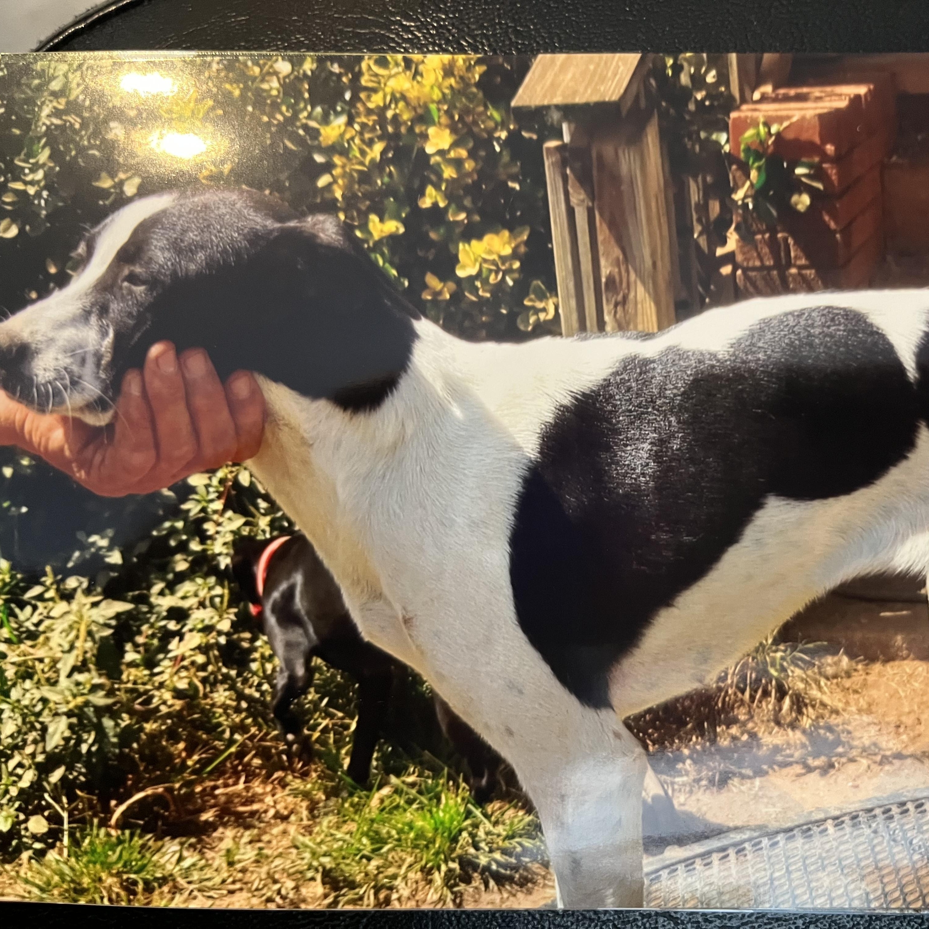 Minnie Freckles (Community Assist)