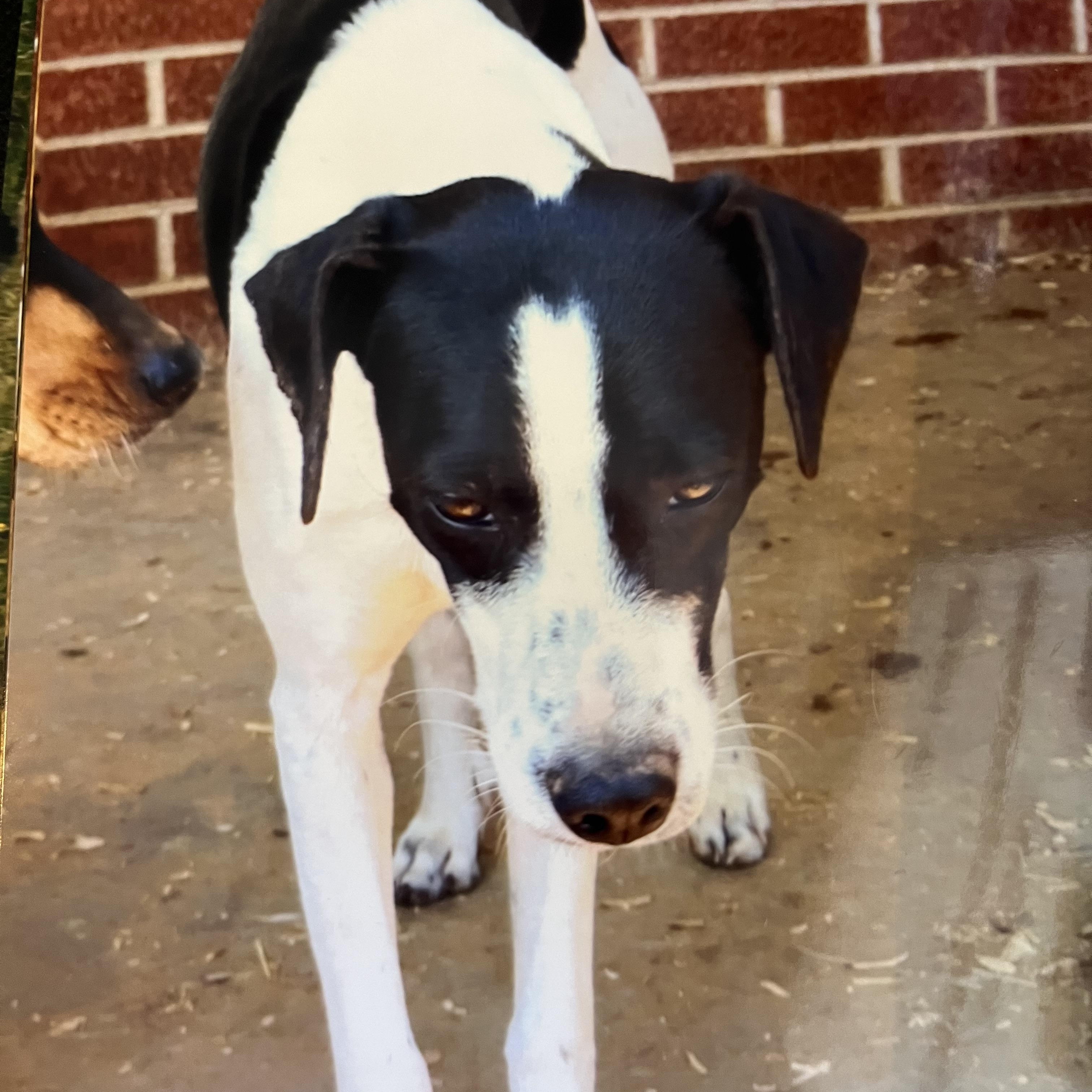 Minnie Freckles (Community Assist)