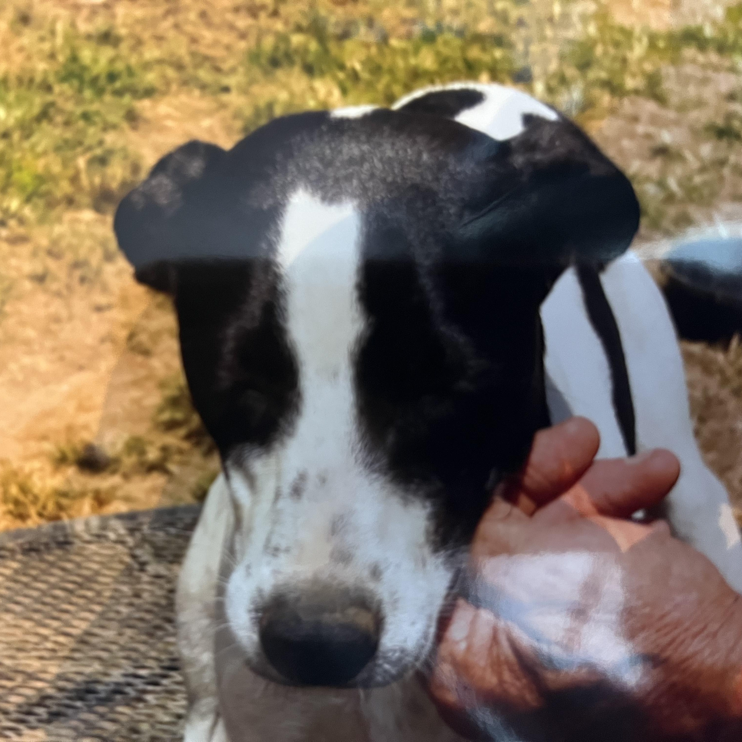 Minnie Freckles (Community Assist)