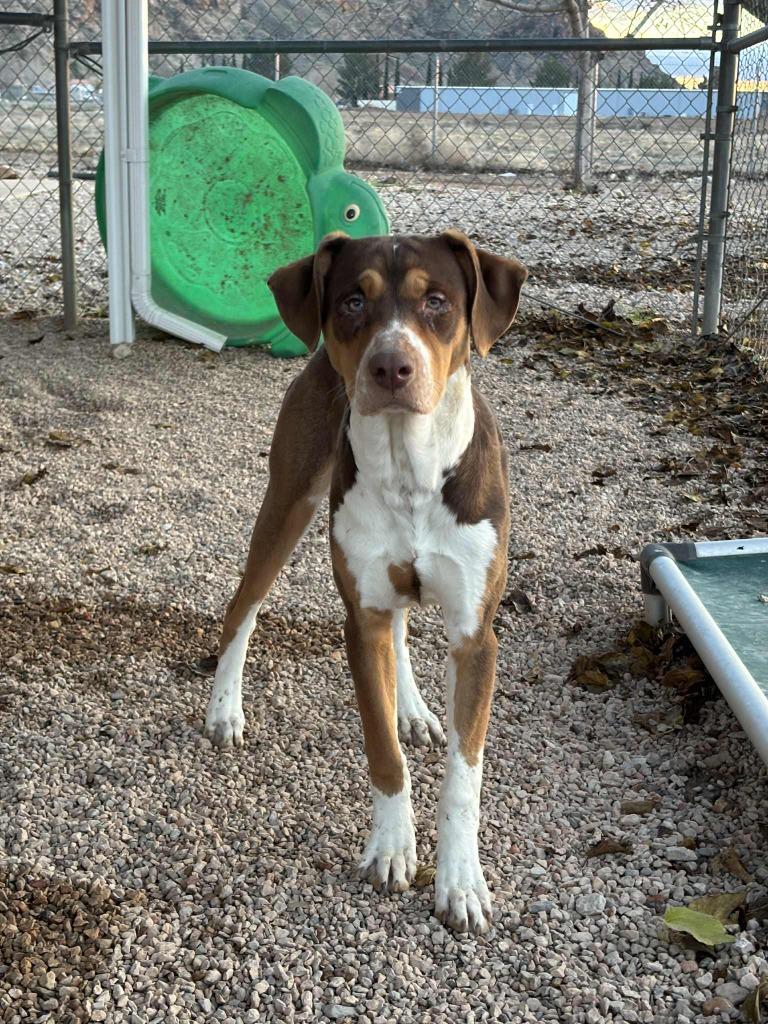 Enlarge Summer, a ADOPTABLE Mixed Breed in Hurricane, UT image 1/1