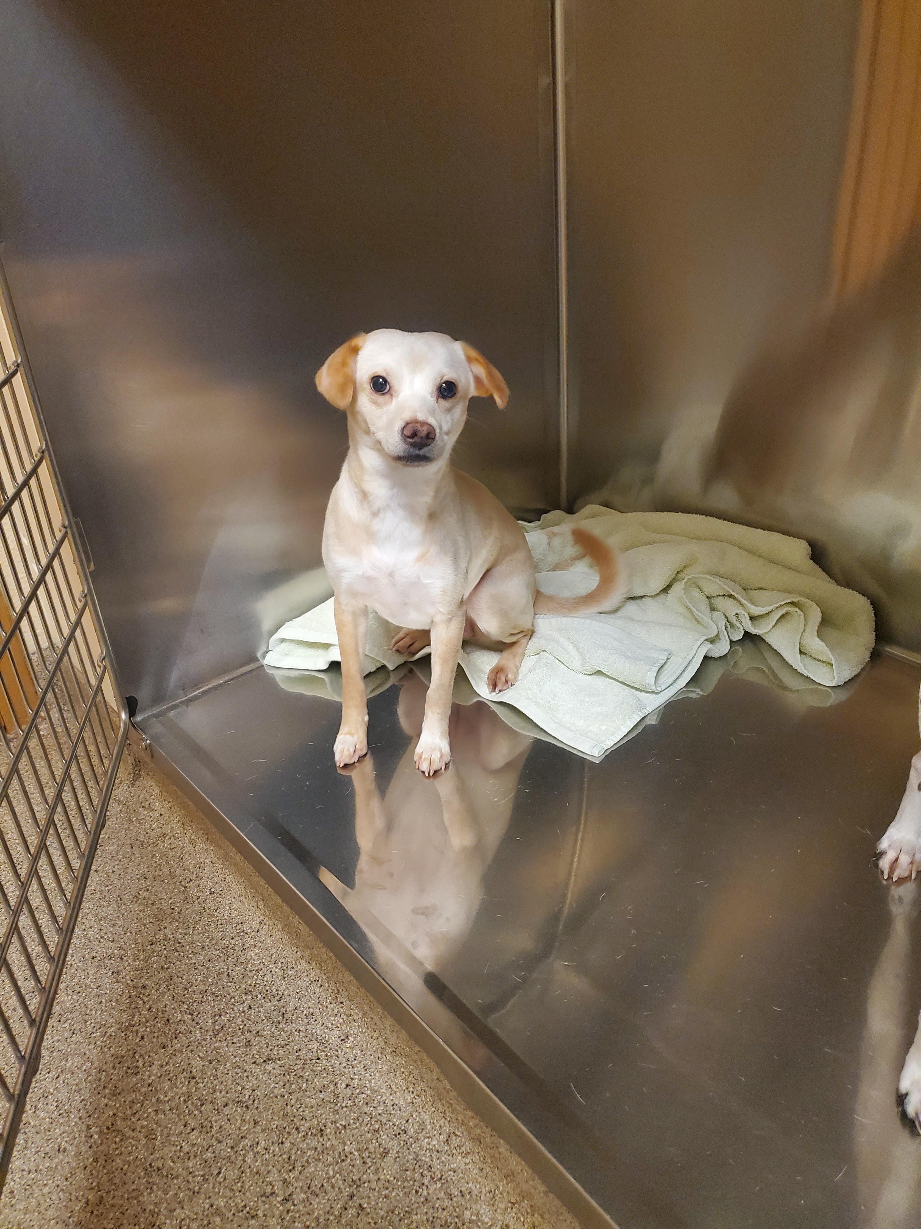 Enlarge Sorcha, an adopted mixed breed in Sunbury, PA image 2/2