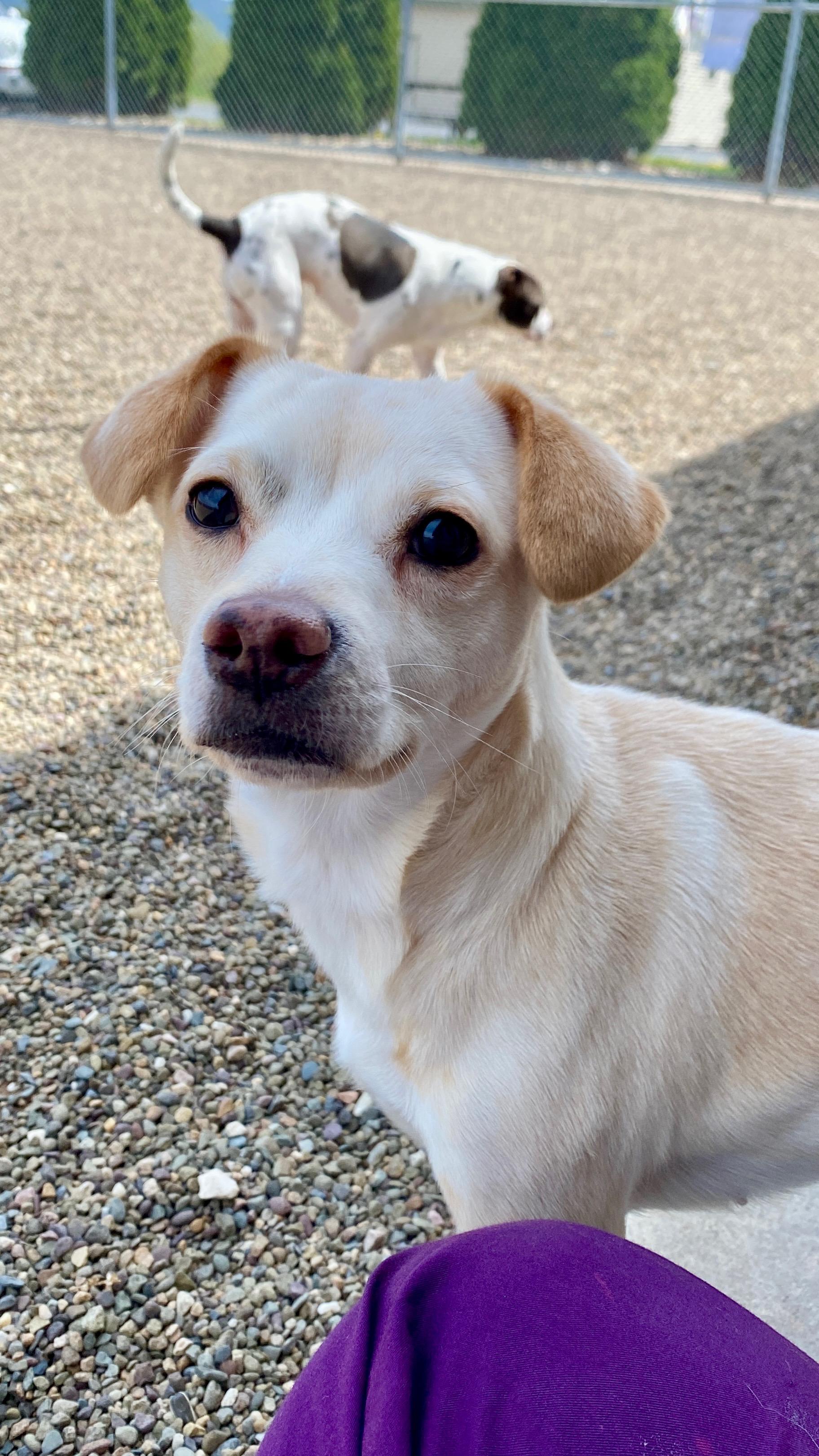 Sorcha, adopted, Young Female Chihuahua & Jack Russell Terrier.