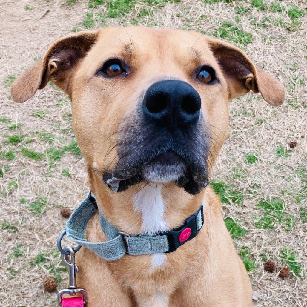 Enlarge Rooney, a Adoptable mixed breed in Cabot, AR image 1/4