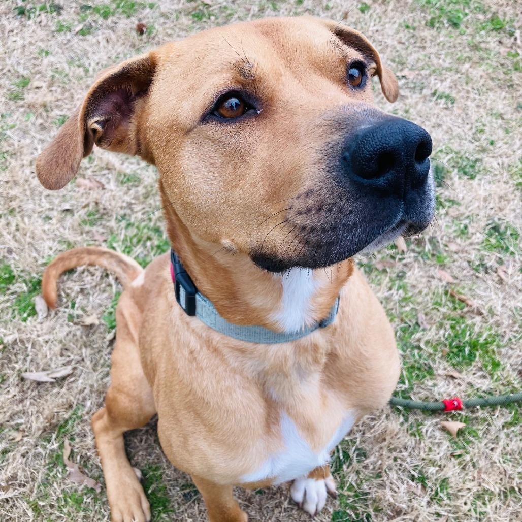 Enlarge Rooney, a Adoptable mixed breed in Cabot, AR image 2/4