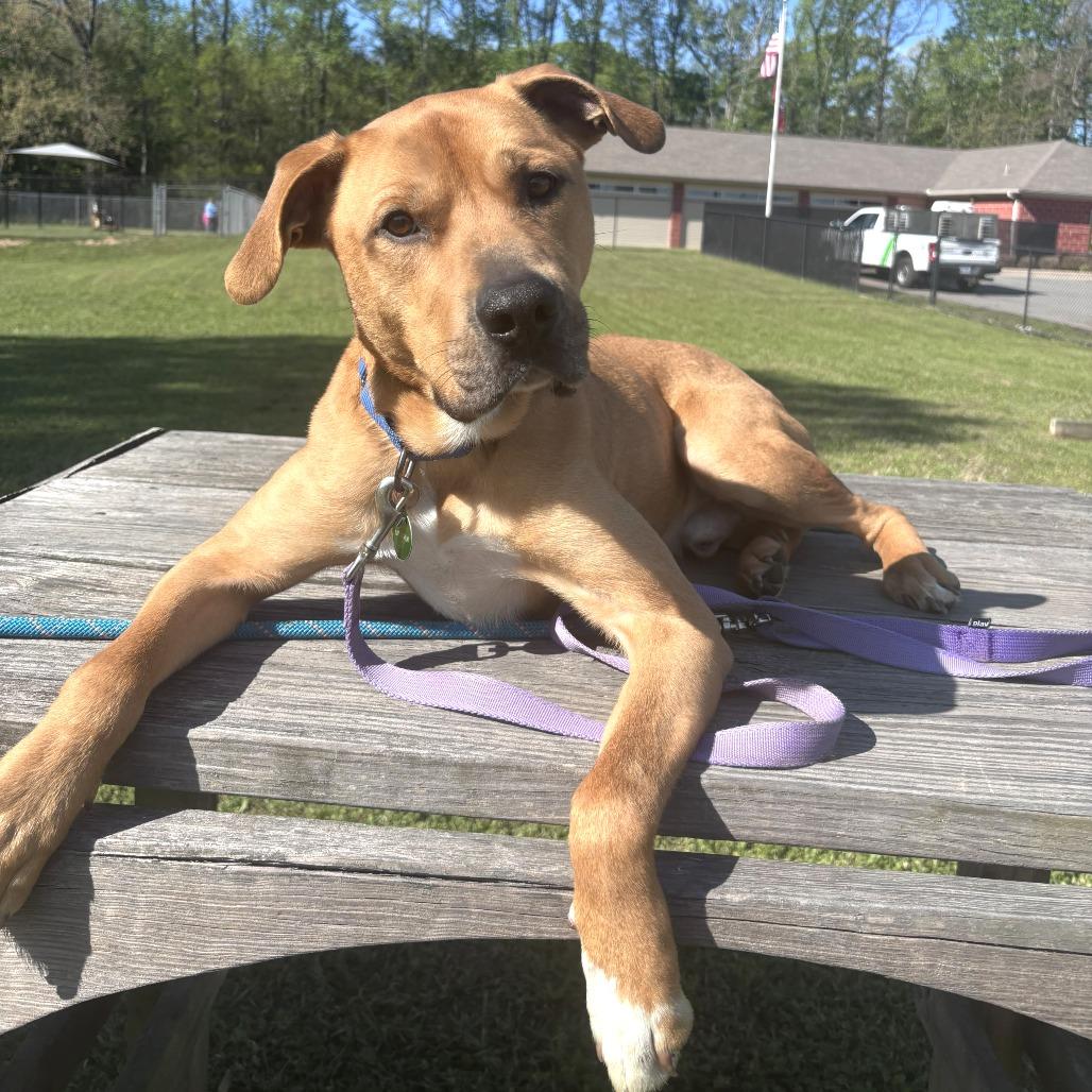 Enlarge Rooney, a Adoptable mixed breed in Cabot, AR image 3/6