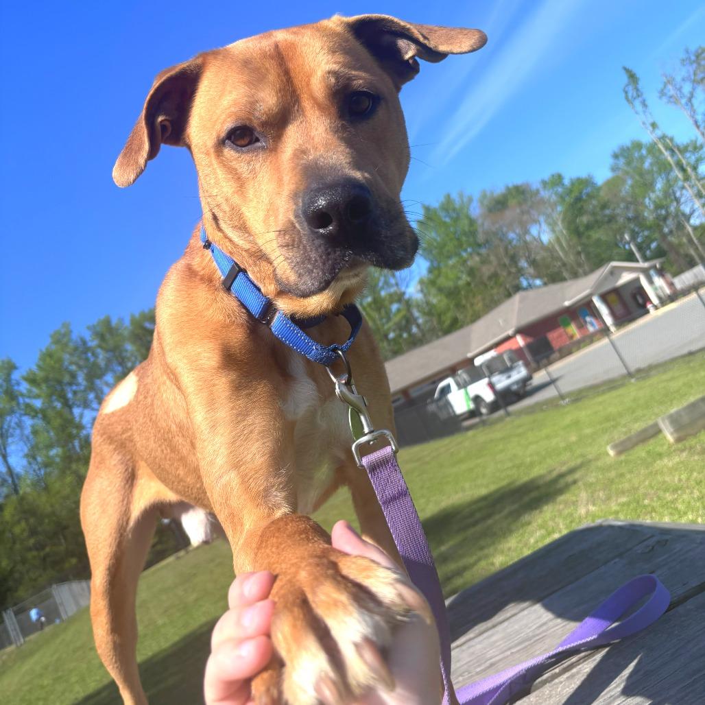 Enlarge Rooney, a Adoptable mixed breed in Cabot, AR image 4/6