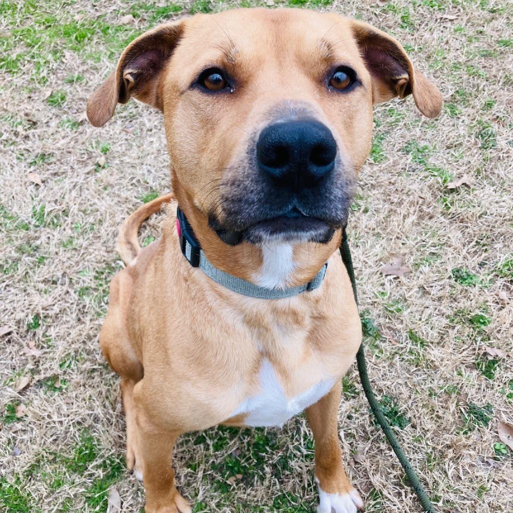 Enlarge Rooney, a Adoptable mixed breed in Cabot, AR image 3/4