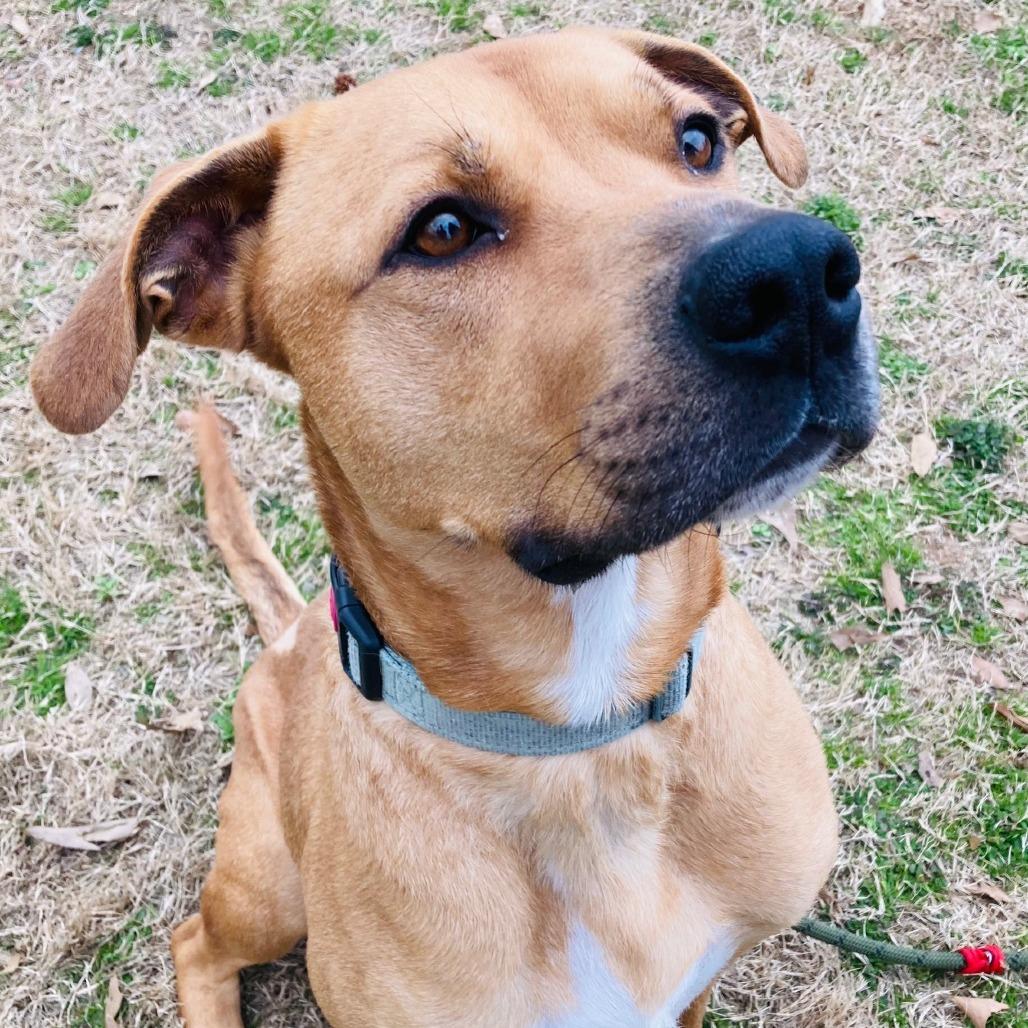 Enlarge Rooney, a Adoptable mixed breed in Cabot, AR image 4/4