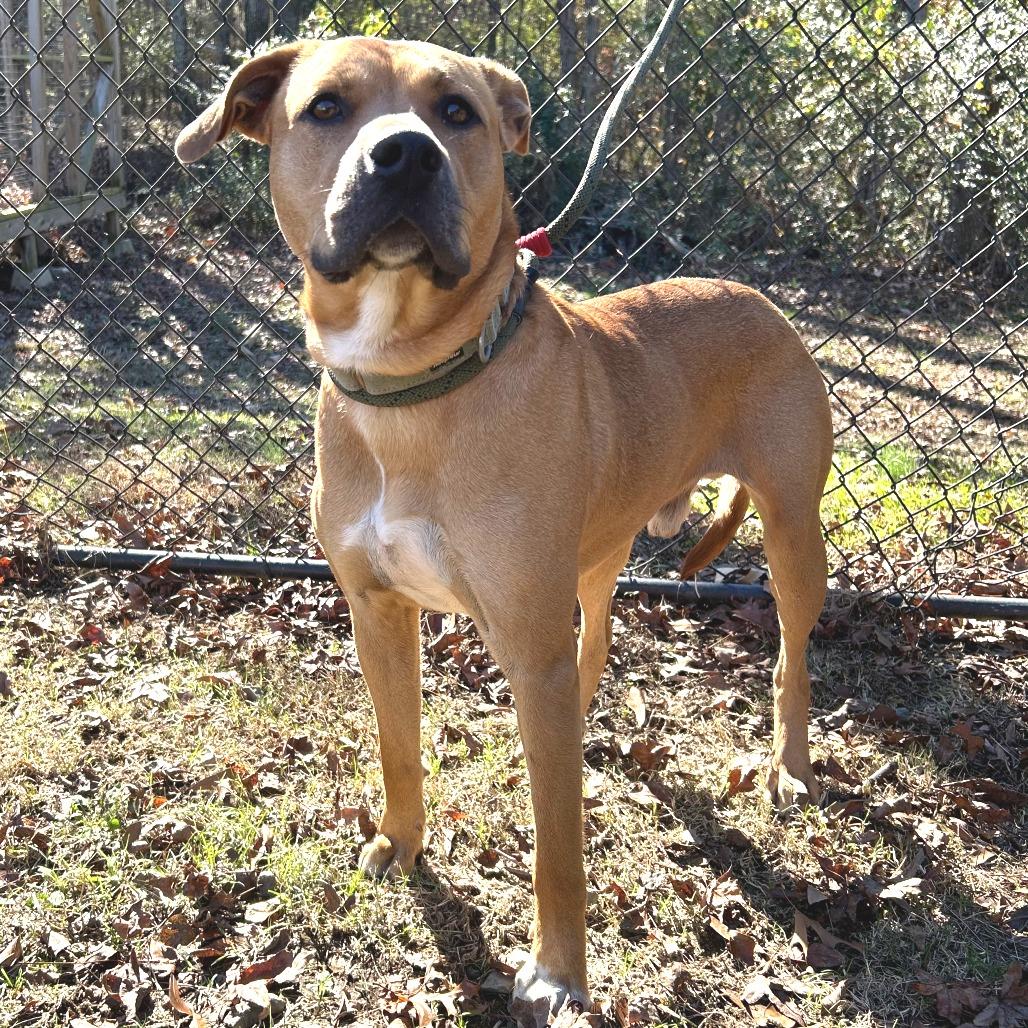 Enlarge Rooney, a Adoptable mixed breed in Cabot, AR image 1/4