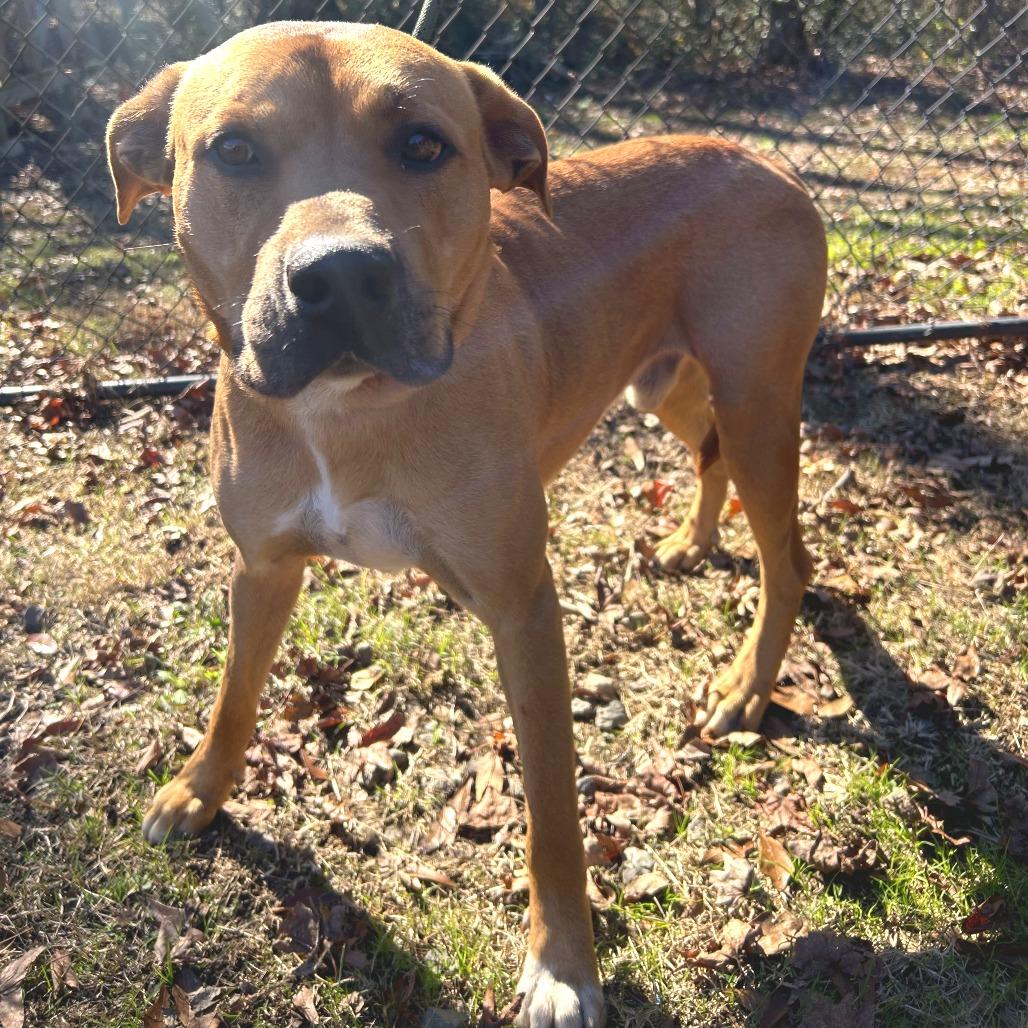 Enlarge Rooney, a Adoptable mixed breed in Cabot, AR image 2/4