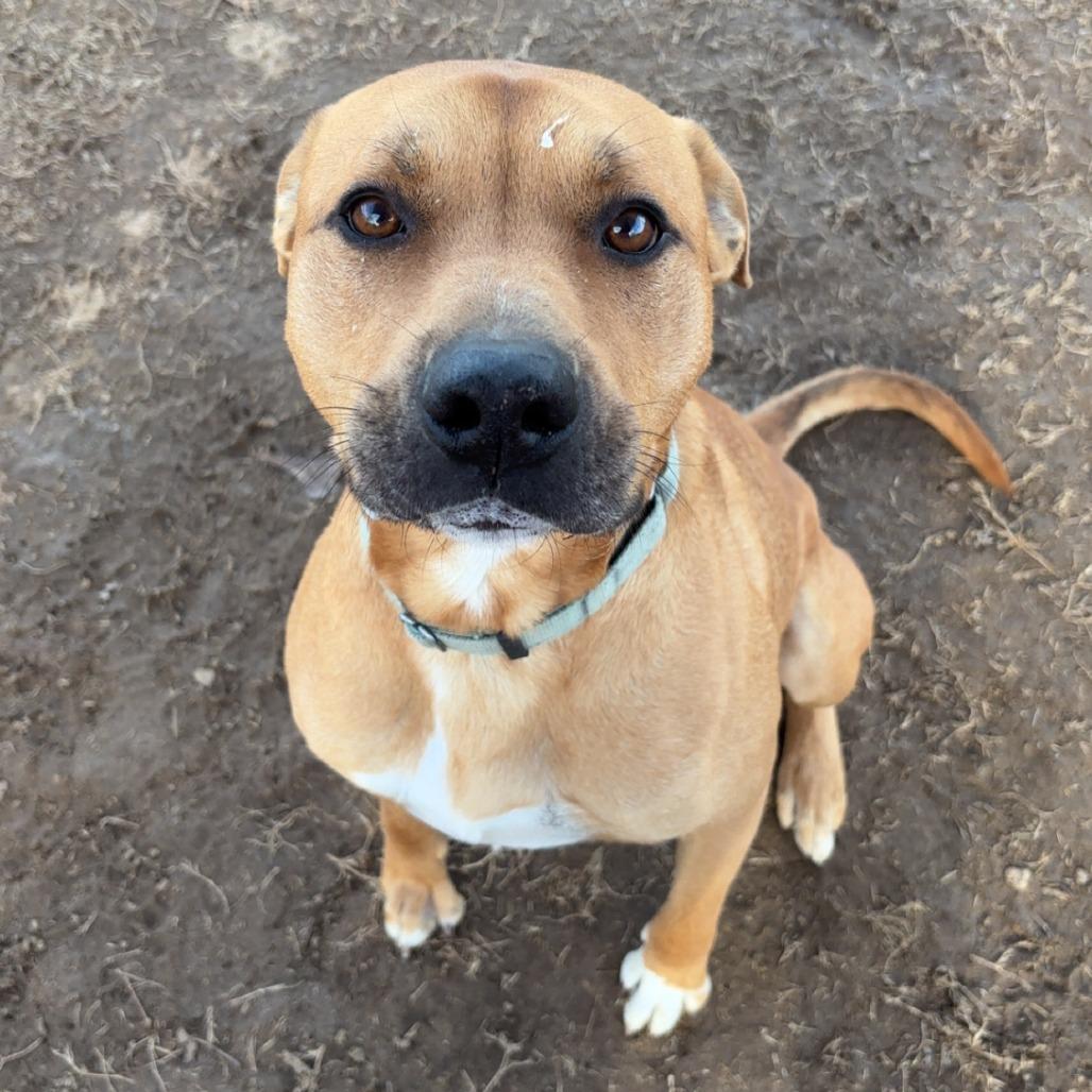 Enlarge Rooney, a Adoptable mixed breed in Cabot, AR image 3/4