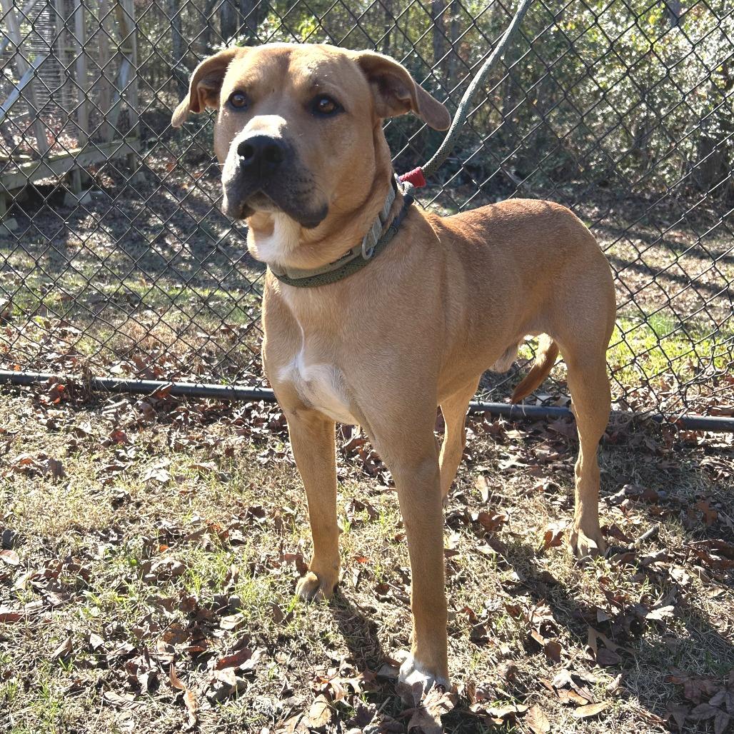 Enlarge Rooney, a Adoptable mixed breed in Cabot, AR image 4/4