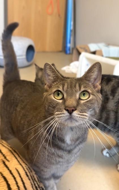 Kyle, Adoptable, Adult Male Domestic Short Hair & Domestic Short Hair.
