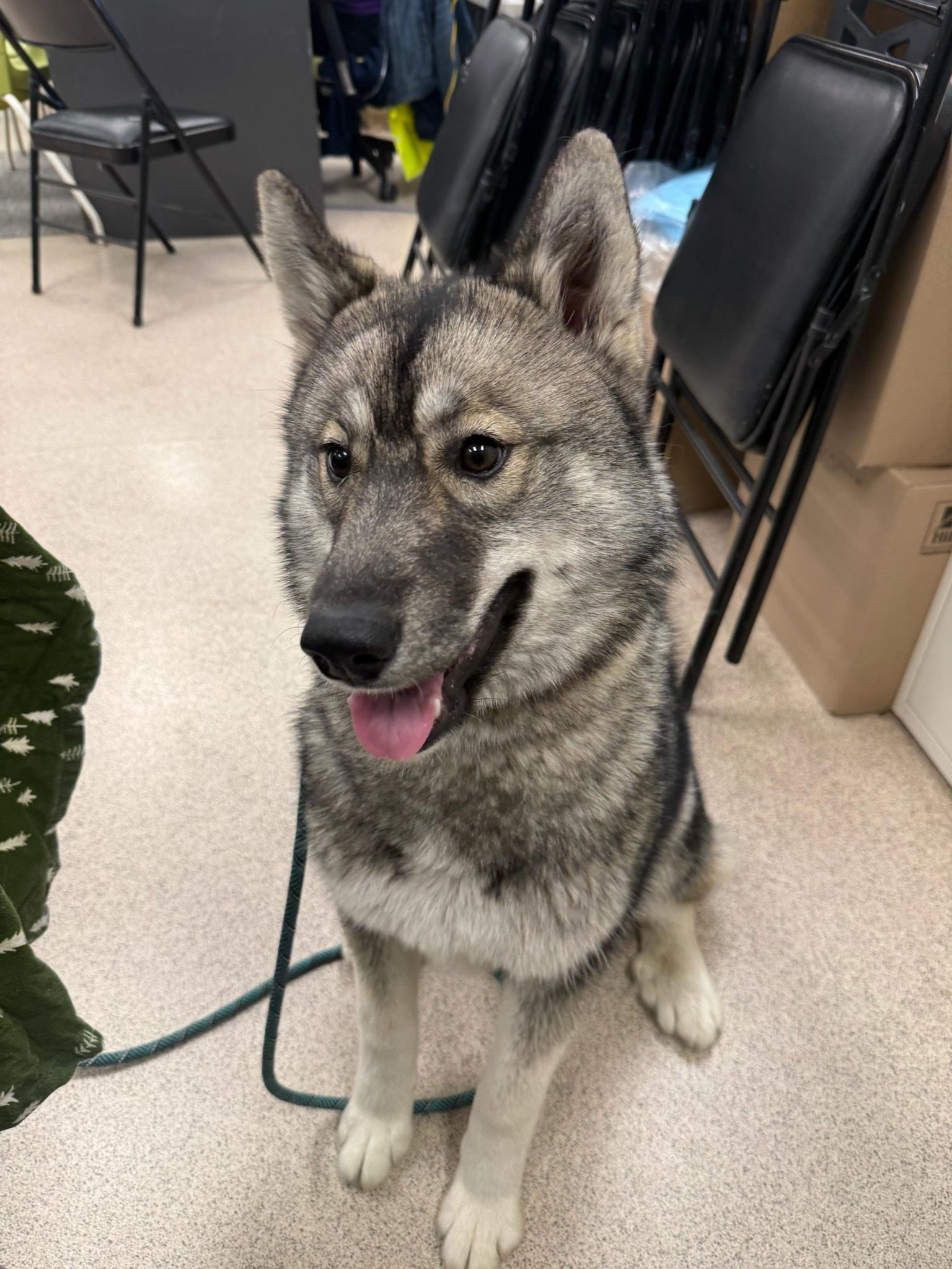 Enlarge Elsa, an adopted Norwegian Elkhound in Teterboro, NJ image 1/1