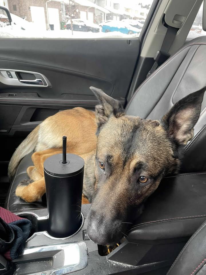 Enlarge Duke, a Adoptable mixed breed in Ottawa, ON image 6/6