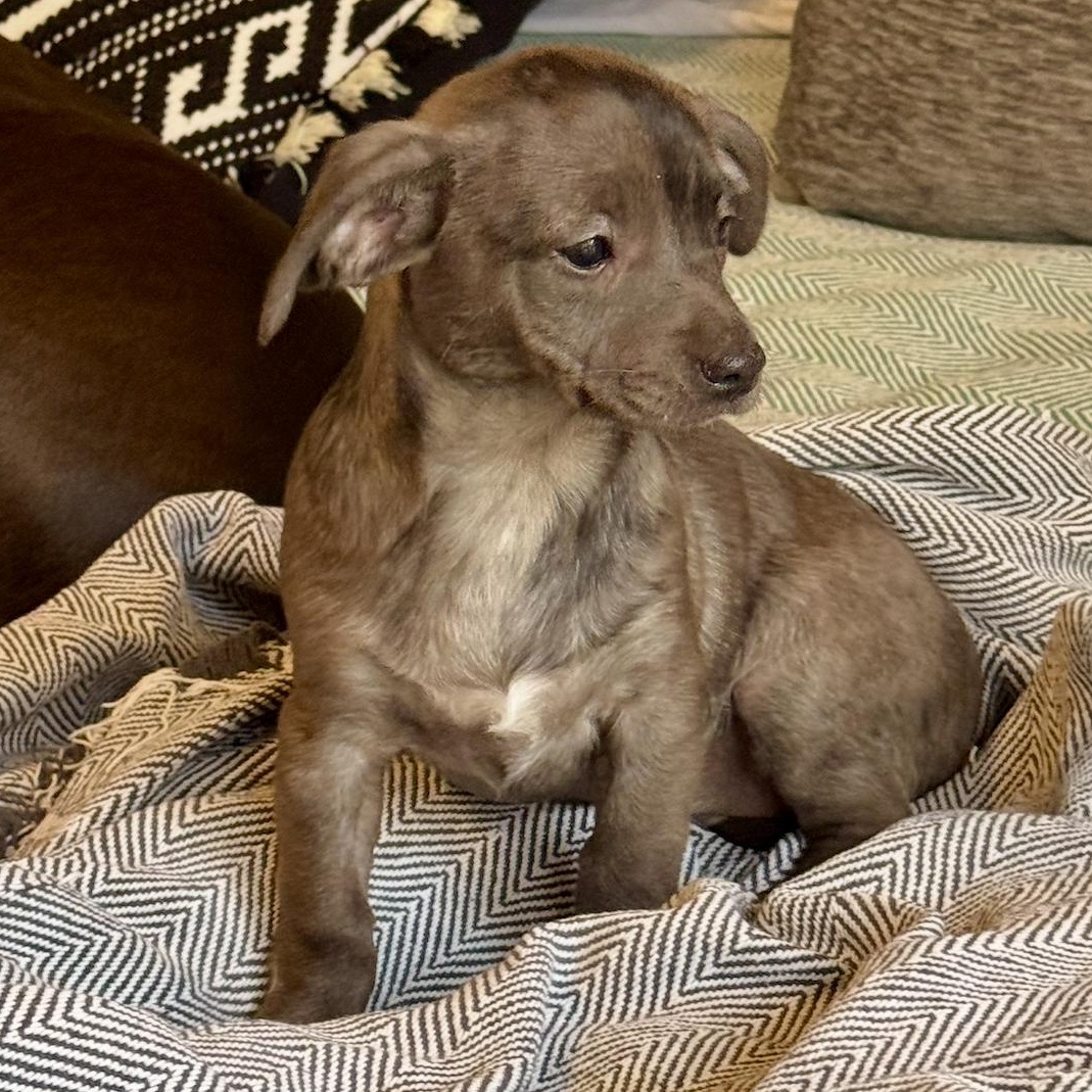 Enlarge Indie, an adopted mixed breed in Boston, MA image 2/6