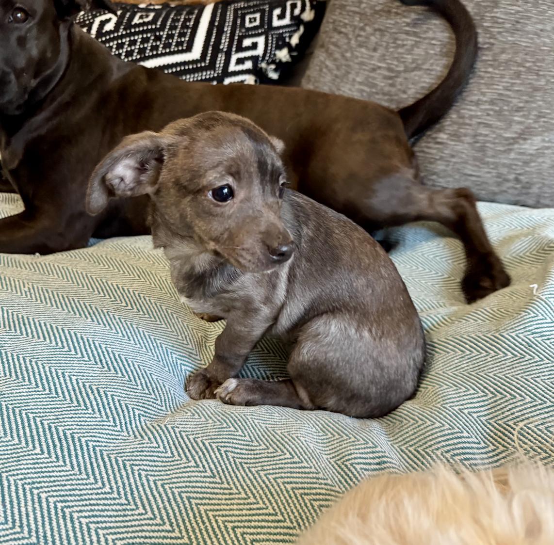 Enlarge Indie, an adopted mixed breed in Boston, MA image 4/6