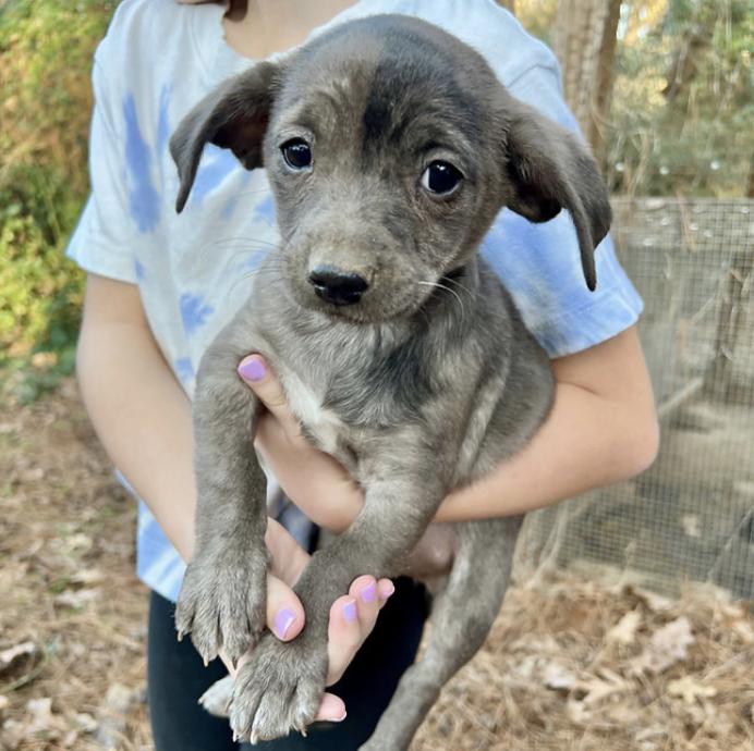 Enlarge Indie, an adopted mixed breed in Boston, MA image 1/6