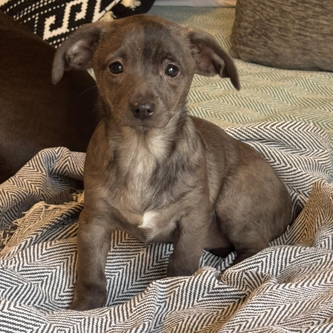 bazo1199 dog グレー Indie - Adopted | Petfinder
