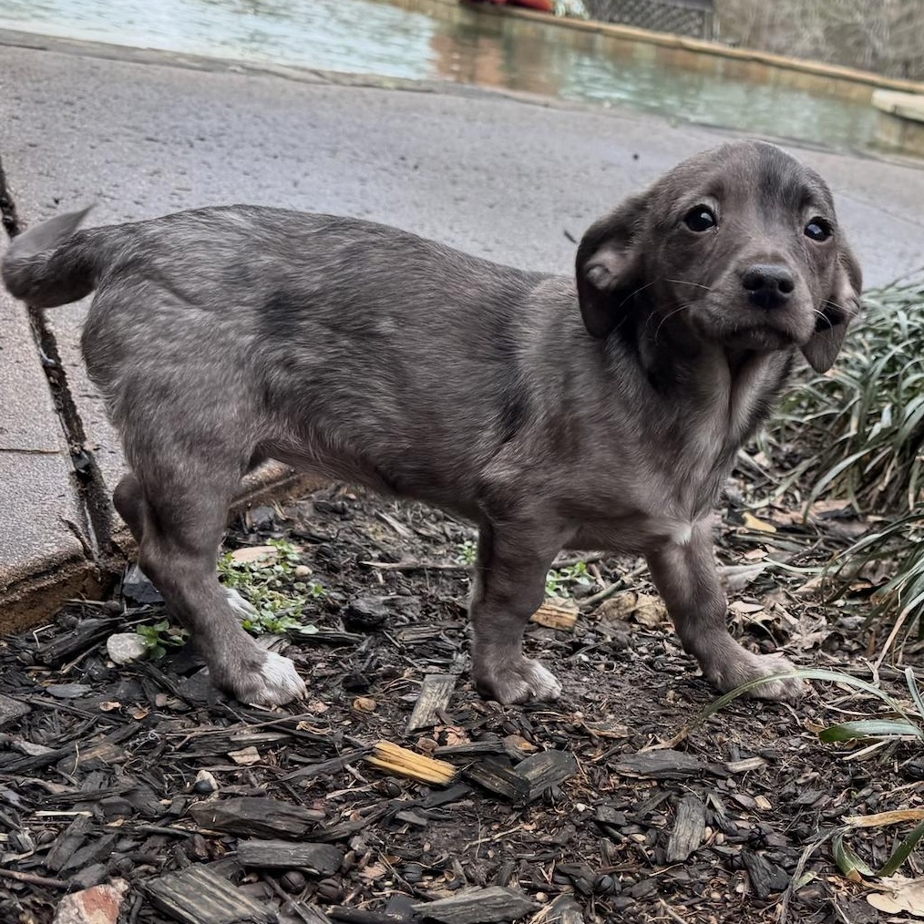 Indie - Adopted | Petfinder