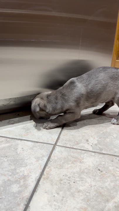 Enlarge Indie, an adopted mixed breed in Boston, MA video 6/6