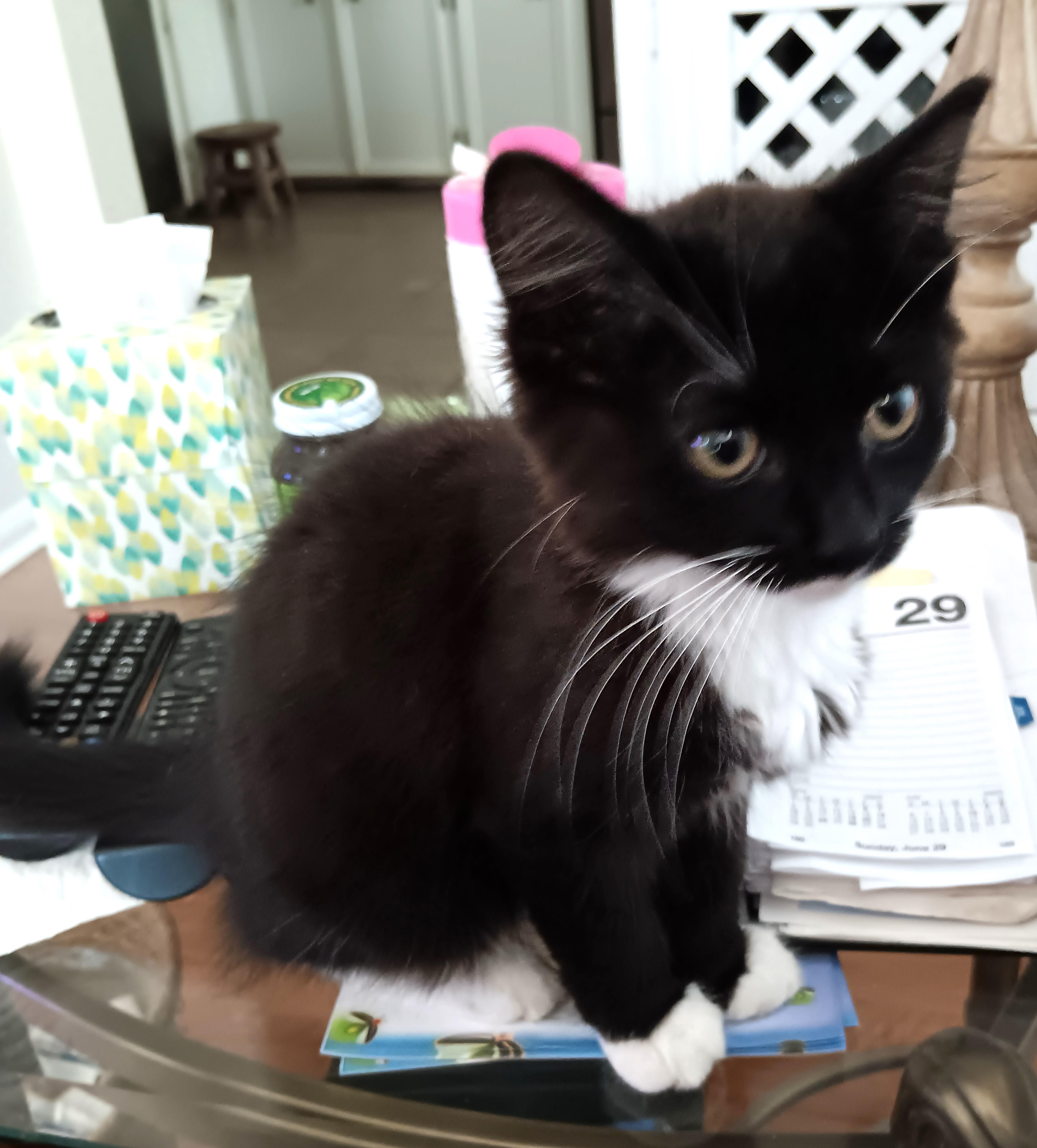 Chelsie - Cute, Lovable Kitten, Baby Female Tuxedo