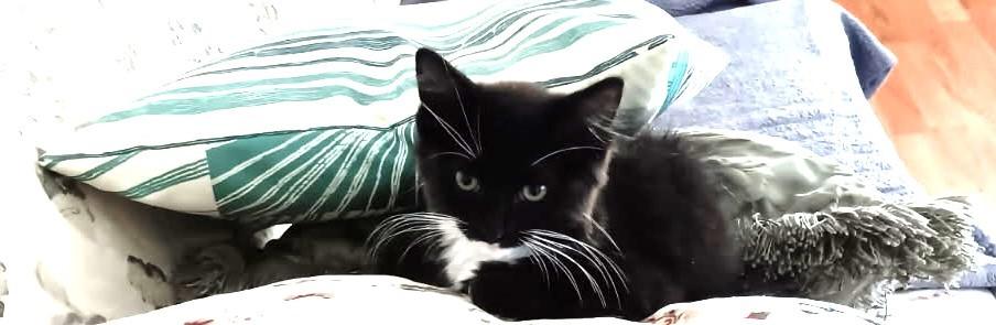 Chelsie - Cute, Lovable Kitten photo 3