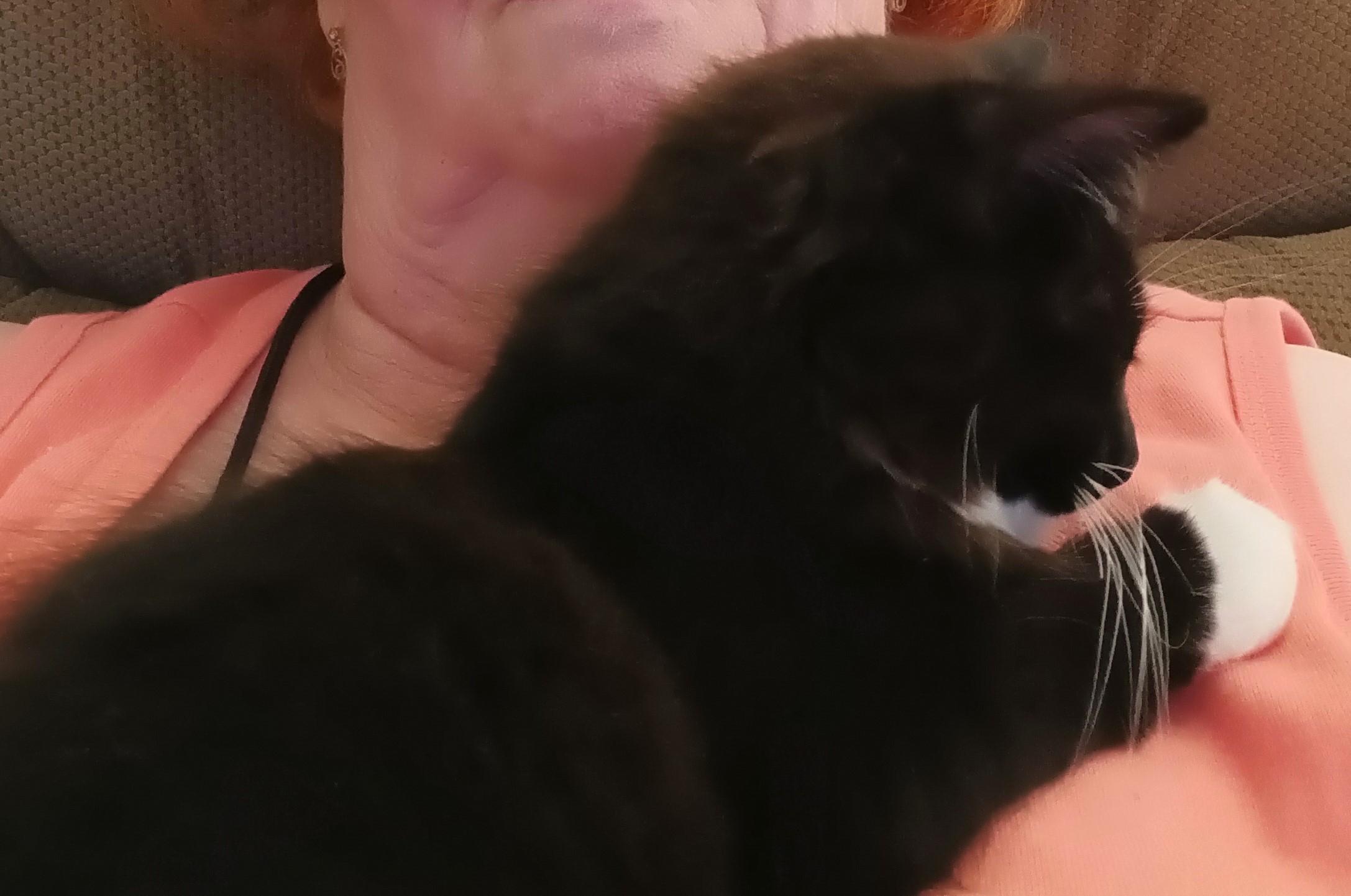 Chelsie - Cute, Lovable Kitten photo 2