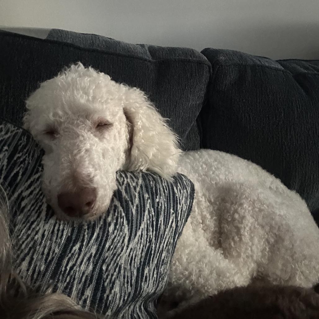 Enlarge Trudy, a Adoptable mixed breed in Phoenix, MD image 1/5