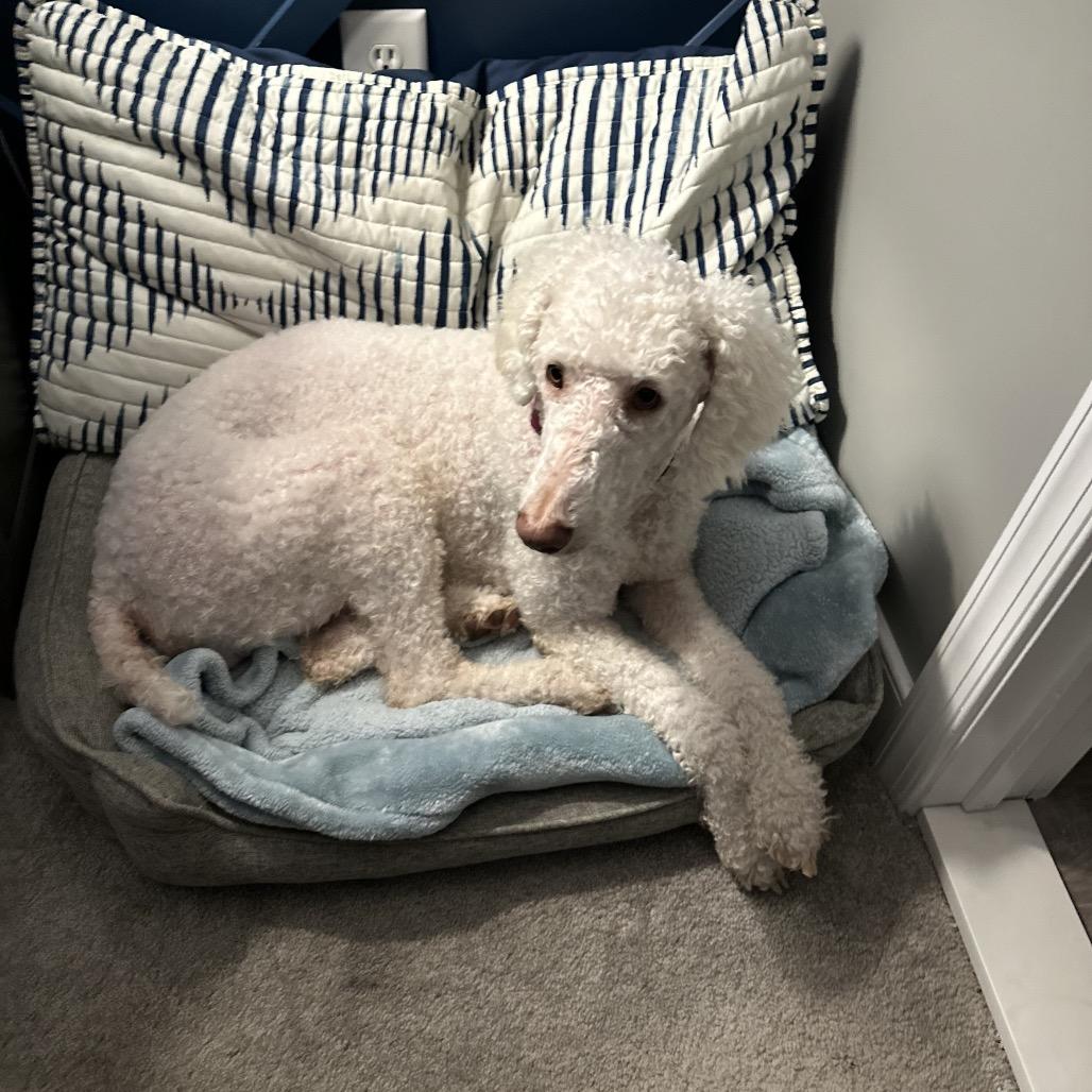 Enlarge Trudy, a Adoptable mixed breed in Phoenix, MD image 2/5