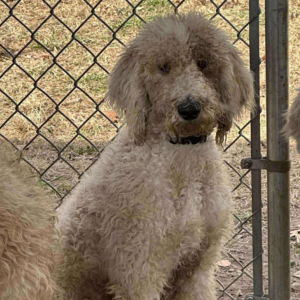 Enlarge Trudy, a Adoptable mixed breed in Phoenix, MD image 3/5