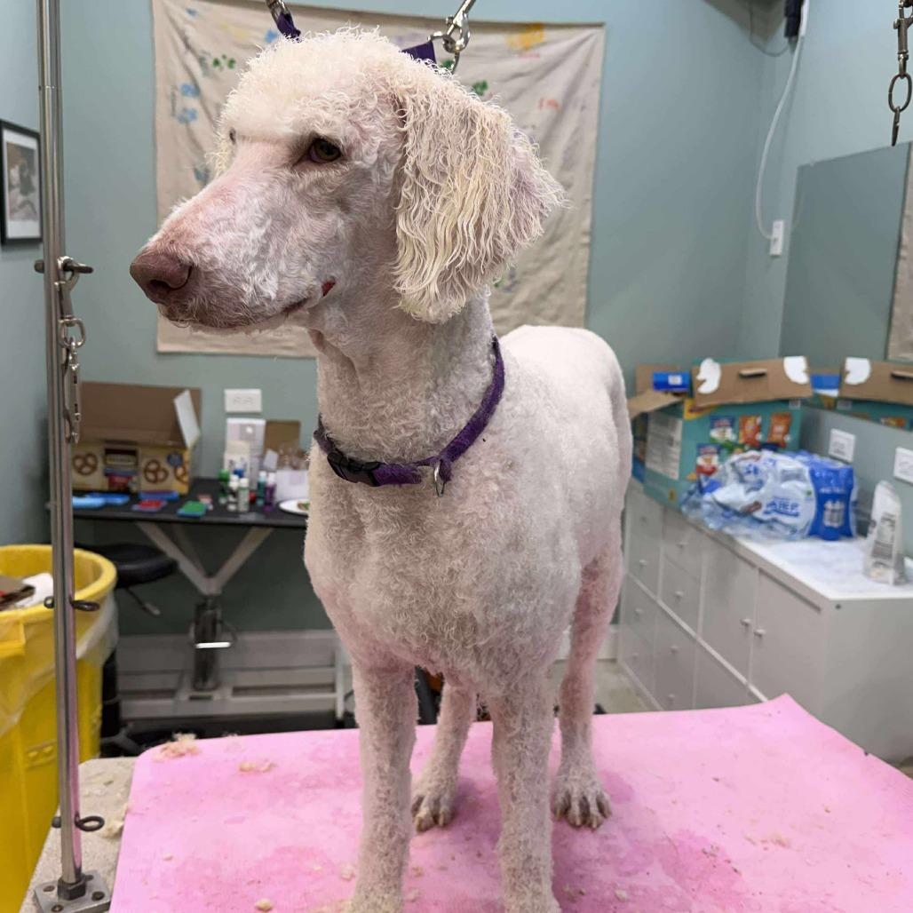 Enlarge Trudy, a Adoptable mixed breed in Phoenix, MD image 4/5