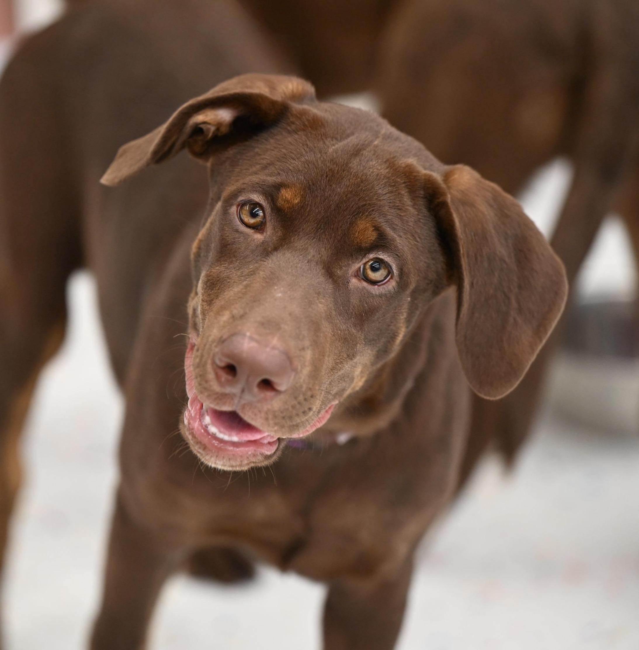 Gigi - WAIVED ADOPTION FEE, Adopted, Puppy Male Chocolate Labrador Retriever & Shepherd.