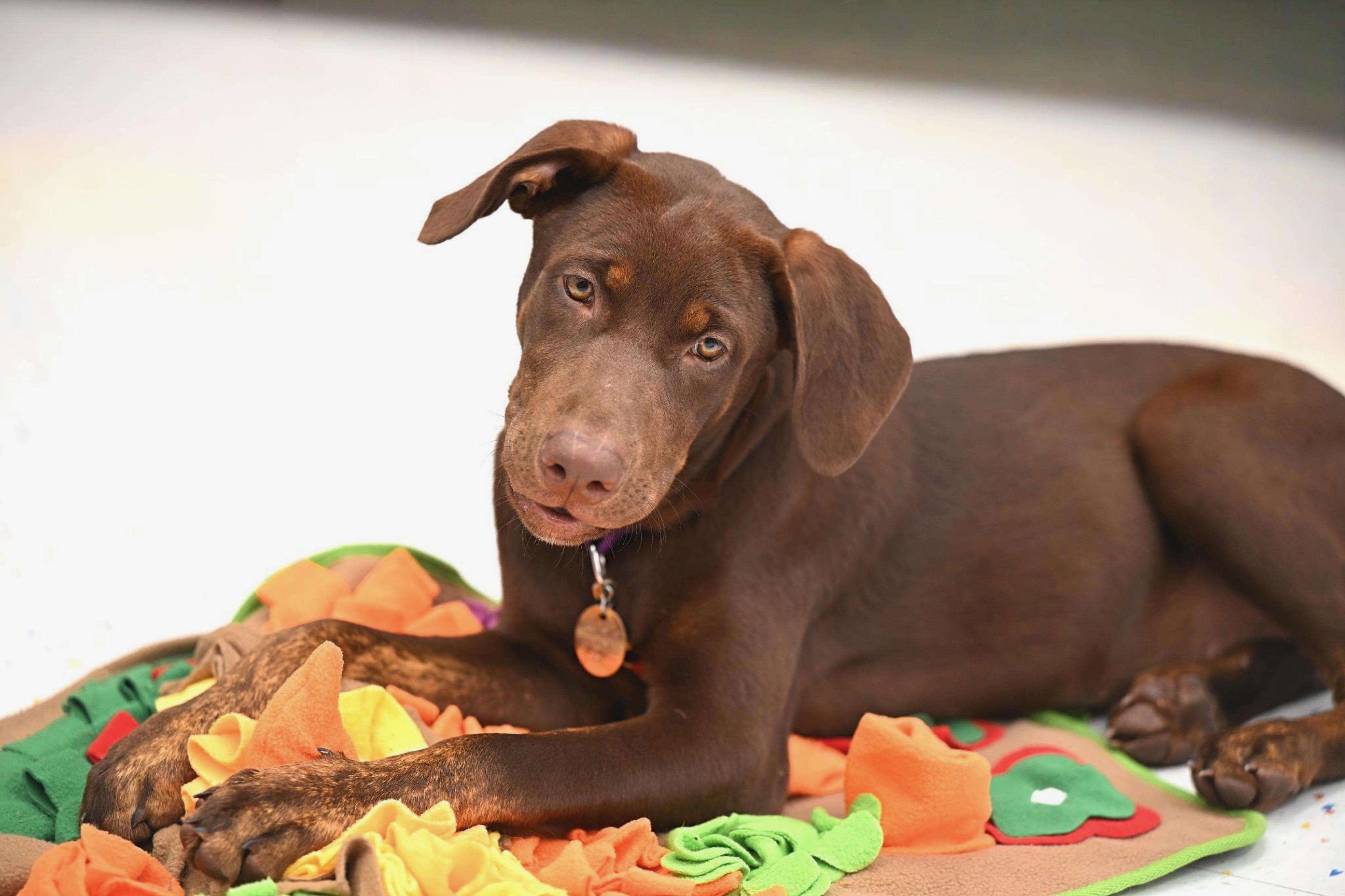 Enlarge Gigi - WAIVED ADOPTION FEE, a Adopted mixed breed in Concord, NH image 2/2