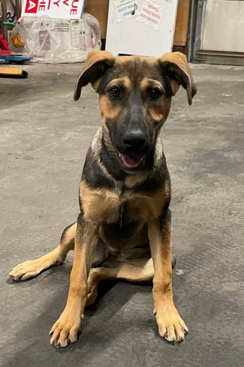 Maple, a ADOPTABLE mixed breed in Claresholm, AB image 2/3