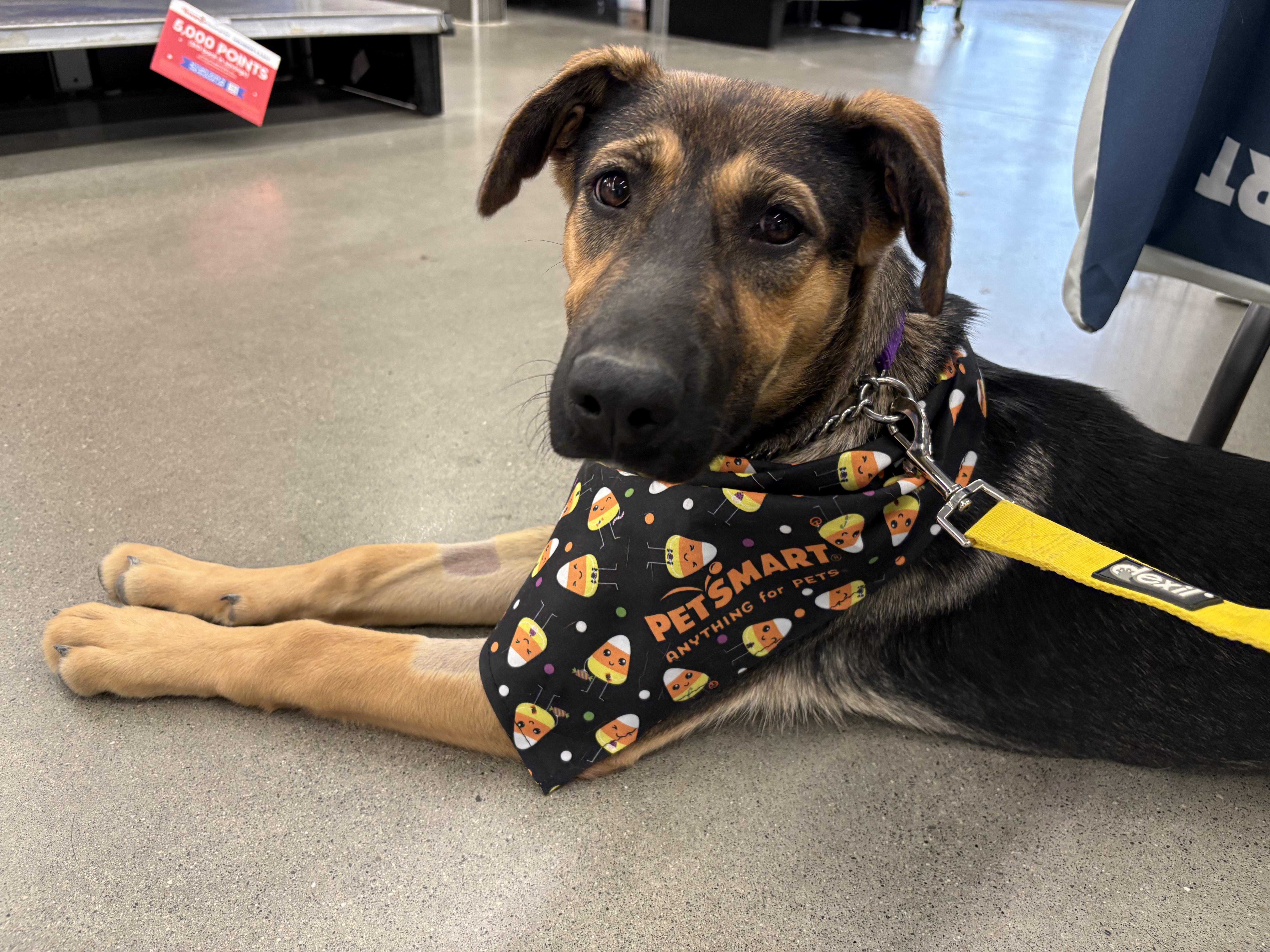 Maple, ADOPTABLE, Young Female German Shepherd Dog.