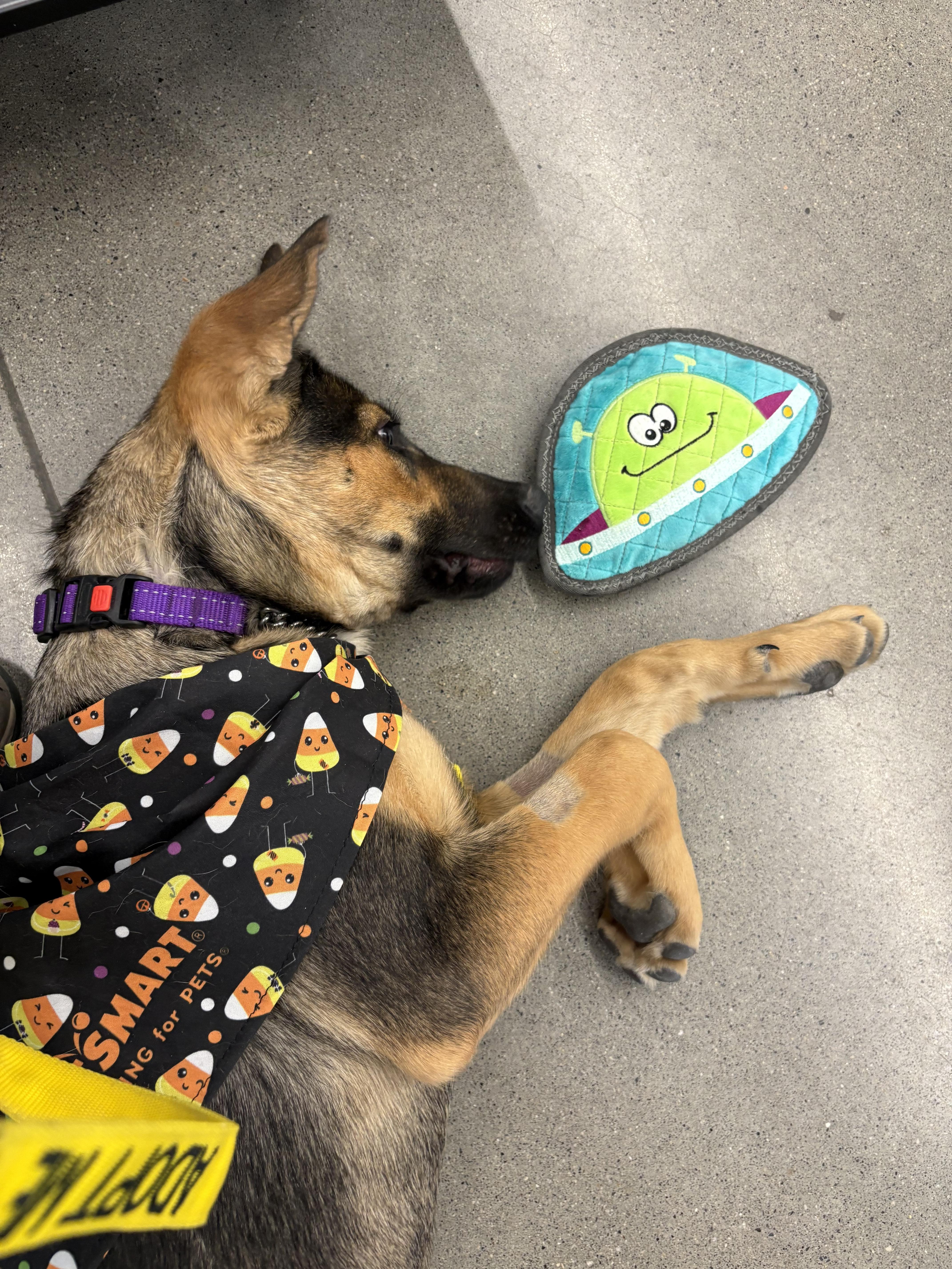 Maple, a ADOPTABLE mixed breed in Claresholm, AB image 3/3